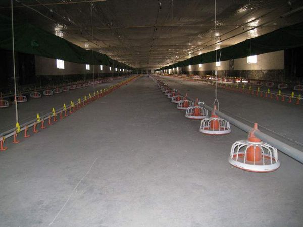 自動化平養(yǎng)設備