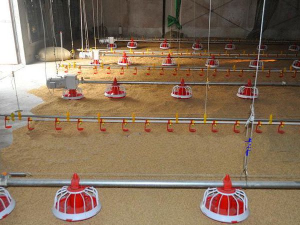 自動化肉雞平養(yǎng)設備