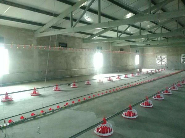 肉雞自動化養(yǎng)殖設備