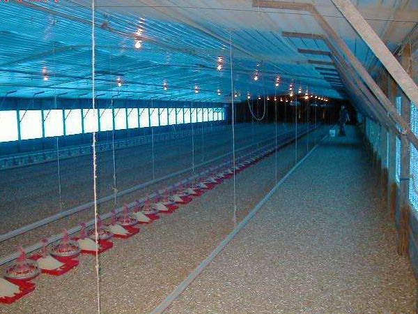 肉雞平養(yǎng)設備