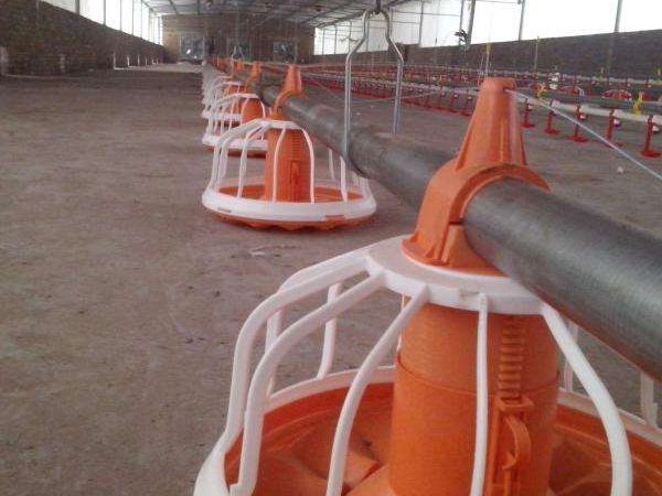 肉雞平養(yǎng)自動化設備